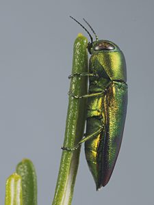 Melobasis cf. splendida Green, PL3750, on Beyeria lechenaultii, SL, 10.4 × 4.0 mm